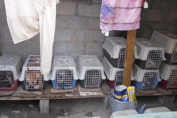 Une cinquantaine de chats enfermés dans des cages ont été découvert dans un cabanon du Maine-et-Loire