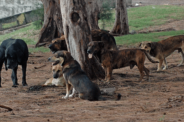 Les chiens errants peuvent attaquer en meute