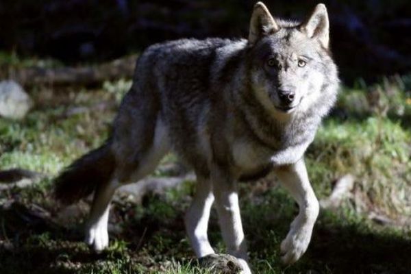 Illustration - un loup du parc Alpha, à Saint-Martin-Vésubie