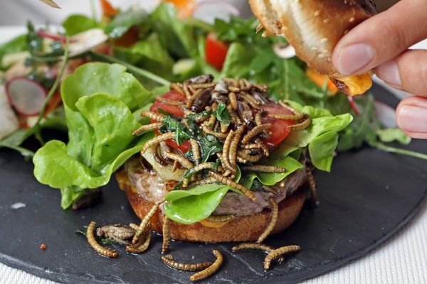 Un hamburger aux insectes à Mouscron. 