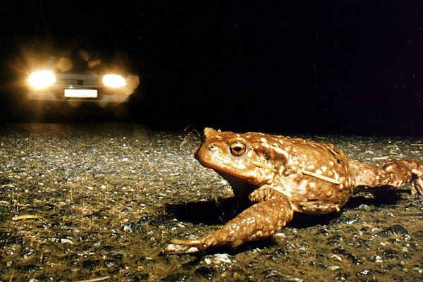 Obligés de traverser la route pour se reproduire en zone humide, les crapauds communs risquent leur vie pendant la saison des amours 