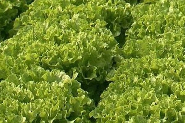 Des températures douces et de la lumière : dans les serres des P.O, les salades poussent presque trop bien!