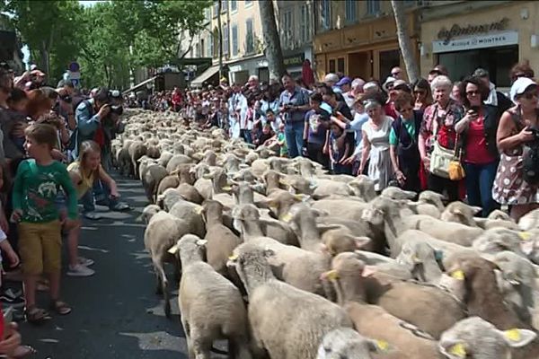 La fête de la transhumance à Salon-de-Provence