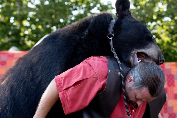 Les spectacles de montreurs d'ours sont occasionnels lors des festivals médiévaux.