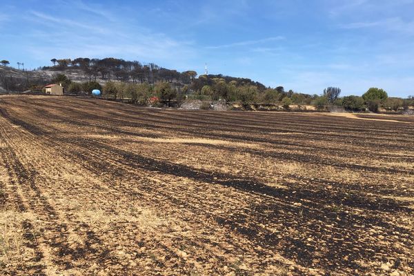 La sécheresse laisse les terrains propices aux départs d'incendies comme à Générac dans le Gard. Ici un champs asséché est parti en fumée. 