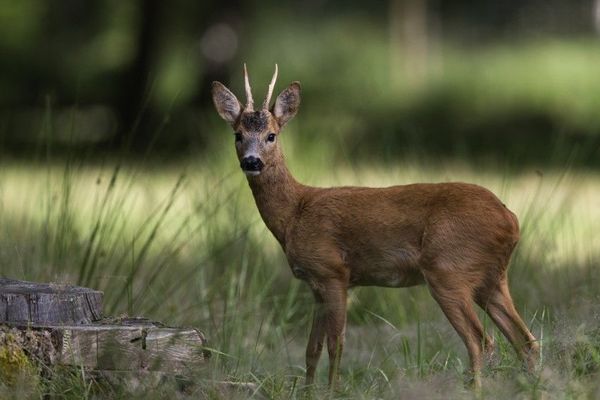 Un cervidé dans la forêt de Rambouillet, dans les Yvelines (illustration).