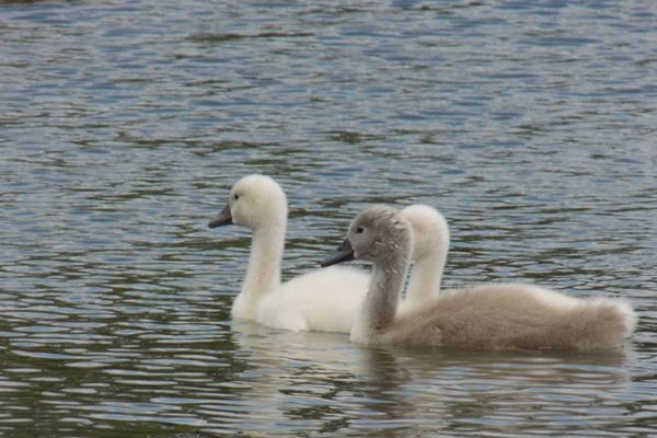 Les bébés cygnes de l'Avesnois