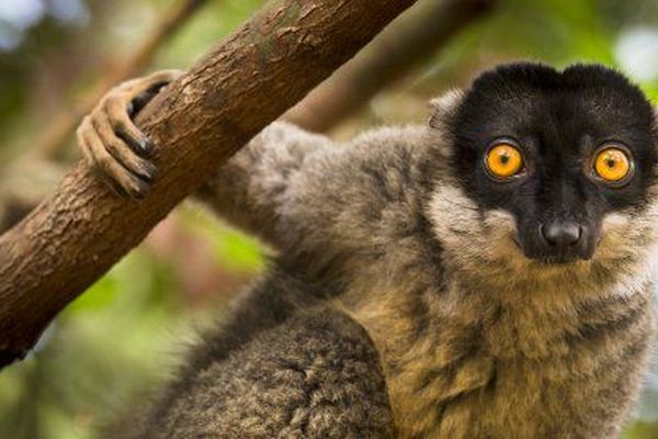 L'exposition Le génie de la nature est visible jusqu'au 10 mars 2019 au Muséum d'histoire naturelle