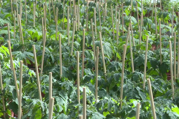 Première victoire pour les horticulteurs en pleine pandémie de Covid-19, ils peuvent vendre des plants et semences à vocation alimentaire, ici des pieds de tomates.