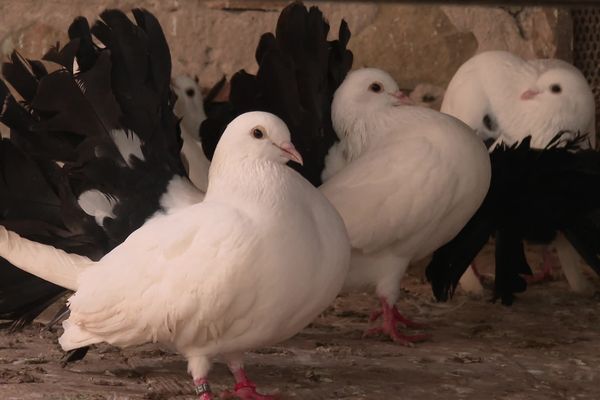 Les pigeons paons de Jean-Luc Mursch restent confinés, sous volière, depuis le début de la crise aviaire