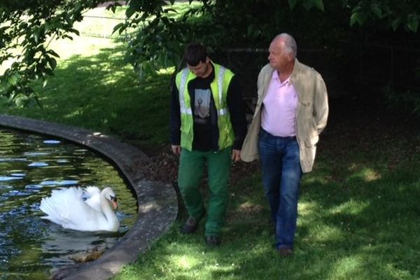 Oscar, l'ex-futur papa, dans la mare du square Arsène-Vermenouze, à Aurillac. A ses côtés, David Dardilhac, chef d'équipe espaces verts et Serge Chausy, adjoint à l'urbanisme à la mairie d'Aurillac.