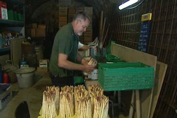 Avant la 22e foire aux asperges, Philippe Ravel prépare sa production. 