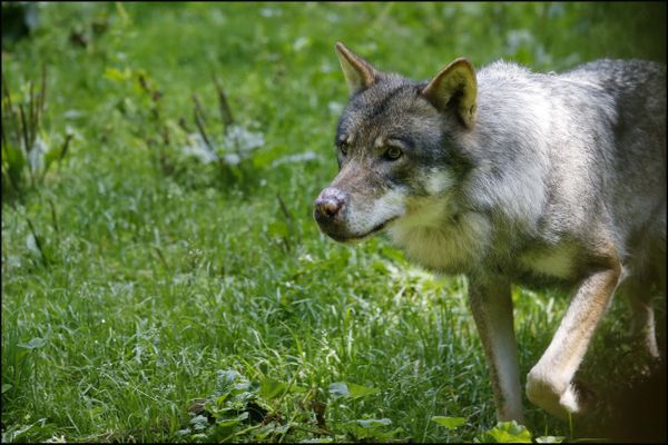 En visite au salon de l'agriculture le 28 février Renaud Muselier a fait des propositions pour lutter contre les attaques de loups en région Paca.