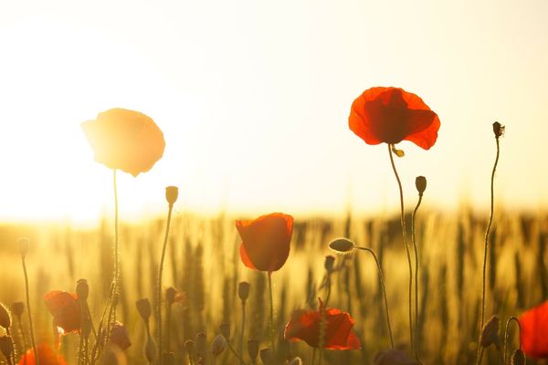 Quand vient la fin de l'été...il faut en profiter.