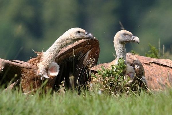 Les vautours n'attaqueraient que les bêtes en situation de faiblesse