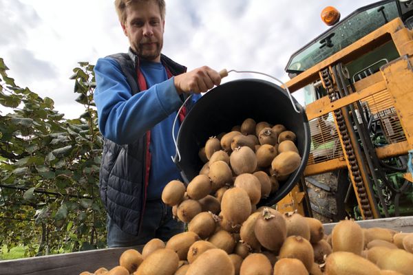 Les kiwis devraient être très sucrés cette année