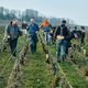 Produire du champagne bio demande davantage de main d'oeuvre