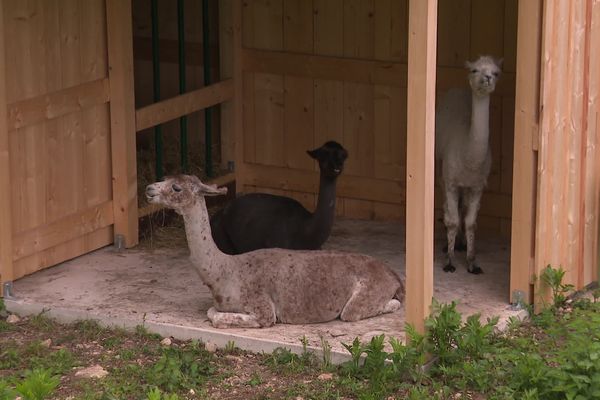 Les trois lamas sont arrivés le mercredi 12 mai au château de Montfaucon