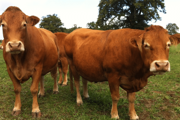 Les vaches limousines vont pouvoir partir à la conquête de la Chine