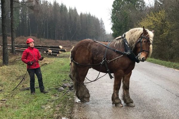 Isabelle et son cheval Caramel, un hongre comptois de sept ans. Ils travaillent ensemble pour sortir les grumes d’épicéa des parcelles des champs de bataille de la Première Guerre mondiale à Verdun.