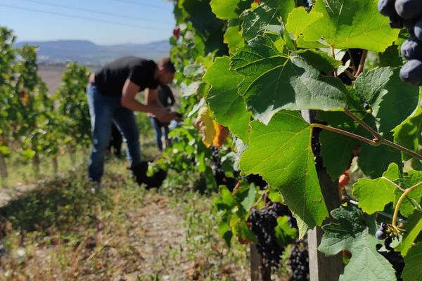 Début des vendanges sur la parcelle du conservatoire des cépages anciens à Cournon-d'Auvergne.