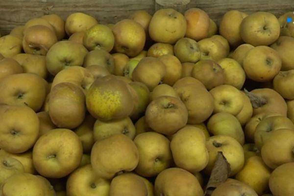 Les pommes Canada de Charlotte 