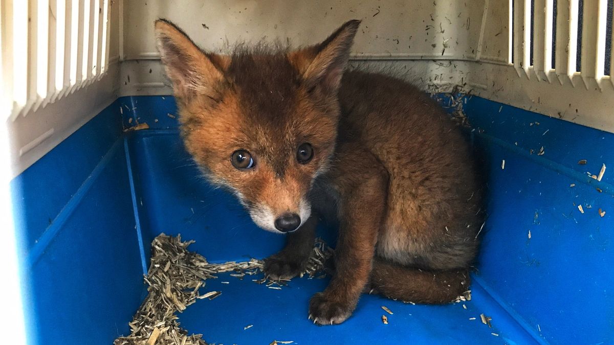 Deux-Sèvres : le renard roux dans le viseur