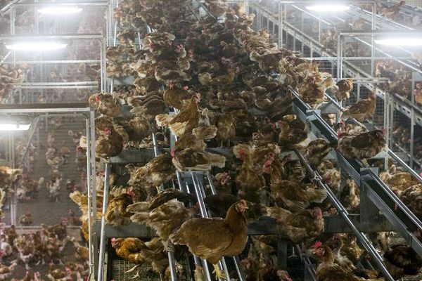 Dans un élevage aux Pays-Bas, les poules sont enfermées, alors que la grippe aviaire (H5N8) s'étend en Allemagne.