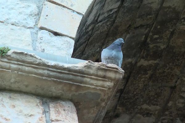 A Pons, les pigeons sont dans le viseur de la municipalité.