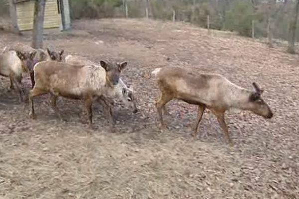 L'introduction d'espèces nouvelles, comme ces rennes, fait partie des nombreuses originalités du Parc Animalier d'Auvergne.