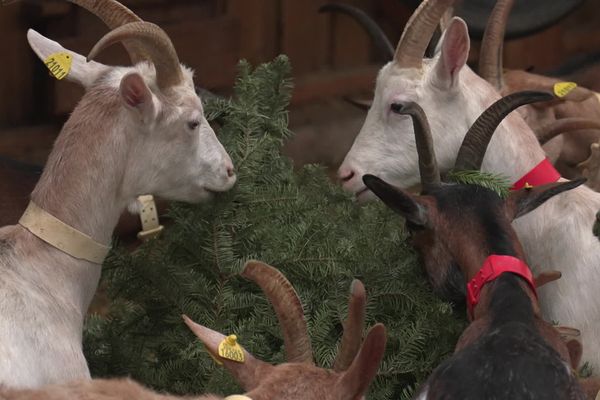 Nourrir ponctuellement les chèvres avec des sapins n'entraîne aucune conséquence sur le goût des fromages.