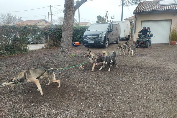 Gaël Brossette prépare ses 11 huskys sibériens pure race à la Grande odyssée. Habitant dans la Drôme, il doit s'adapter à l'absence de neige.