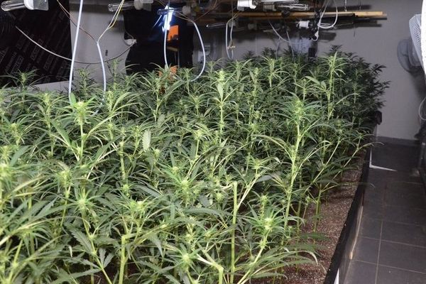 Les plants de cannabis découverts à Roubaix par la police judiciaire de Lille. 