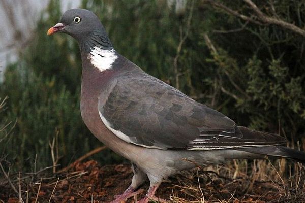 Un pigeon ramier, ça aime les petits pois !