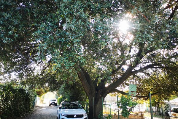 Les propriétaires jugent l'élagage de l'arbre illégal et contraire au rapport de l'office national des forêts