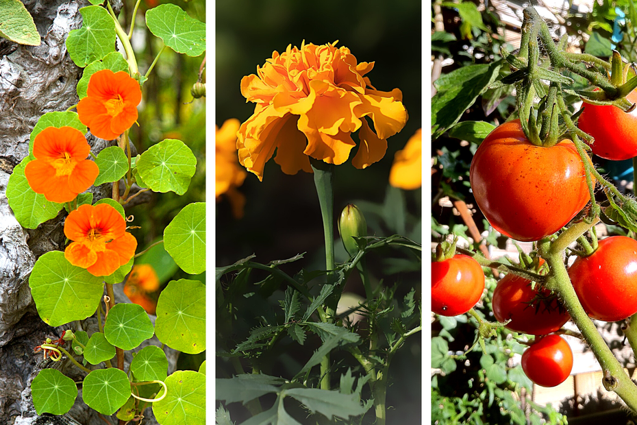 Jardinage : quelques astuces à connaître sur les cultures associées fleurs  fruits et légumes