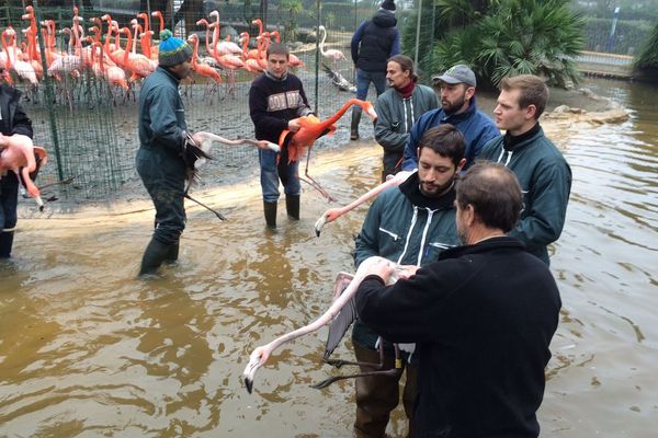 vaccination des flamants roses au zoo de la Palmyre