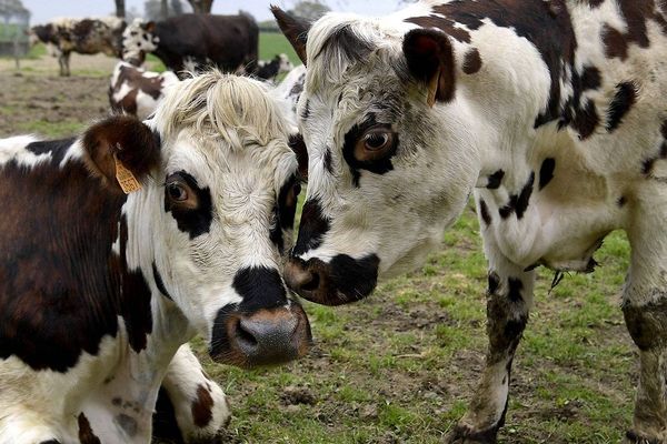 Les beaux jours arrivant, les vaches vont pâturer et fournir davantage de lait.