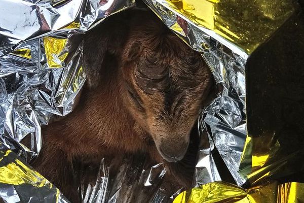 Limay Une Chevre Et Son Bebe Pris Au Piege Des Inondations Sauves Par La Spa