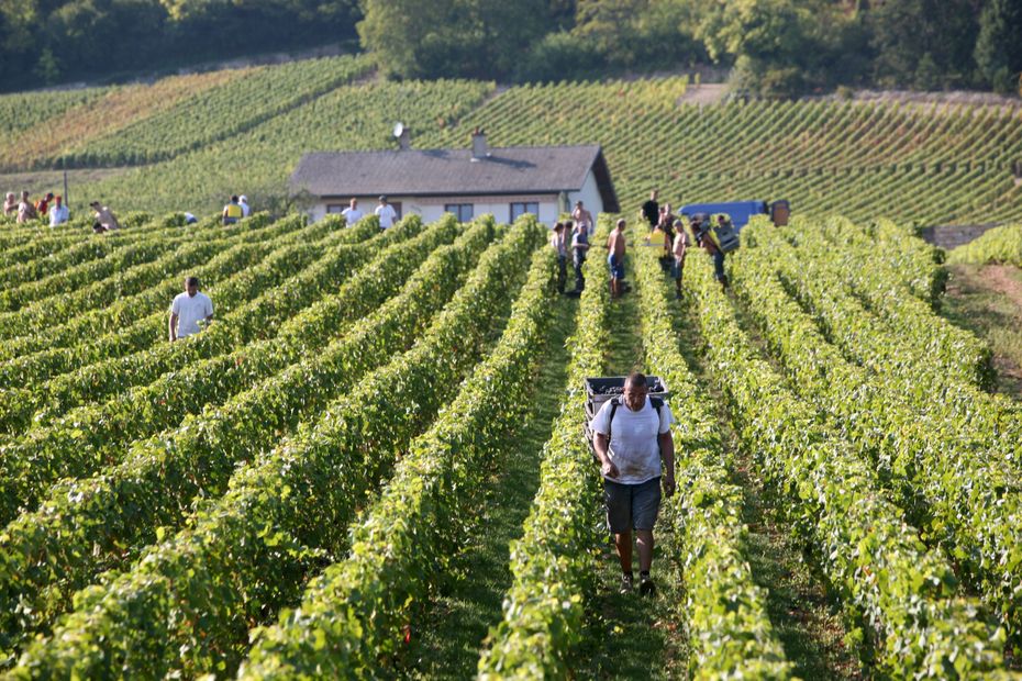 The Climats of the Burgundy vineyard celebrate their seventh anniversary as a UNESCO World Heritage Site