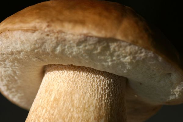 Valence (Drôme) : les champignons, une denrée rare à cause de la sécheresse