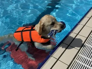 Aquatoutou : une piscine entièrement réservée aux chiens à Freyming-Merlebach en Moselle.