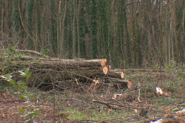 Des dizaines d'arbres tronçonnés à Valence par le propriétaire d'une parcelle privée.