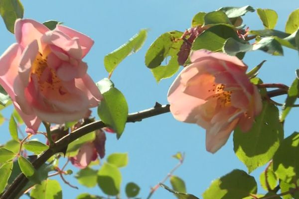 La culture de la rose nécessite l'utilisation de beaucoup de pesticides. Au SCRADH, une station d'expérimentation horticole à Hyères, on tente de la cultiver autrement.