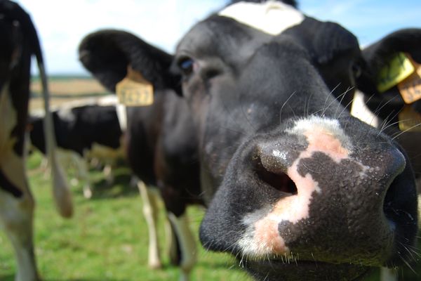 Les producteurs laitiers sortent tout juste la tête de l'eau un an après la crise du lait