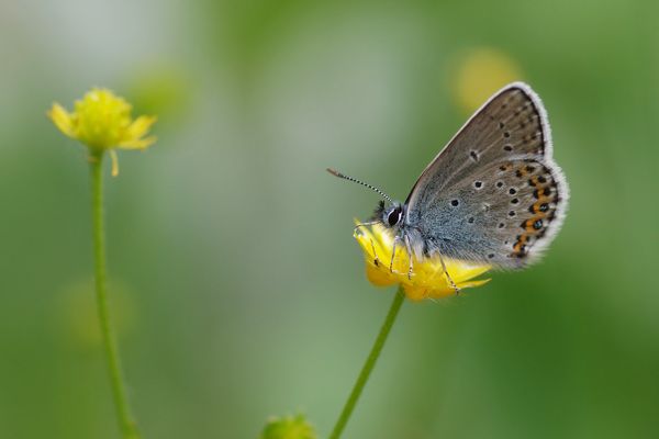 Azuré du Genêt, Moyen Argus