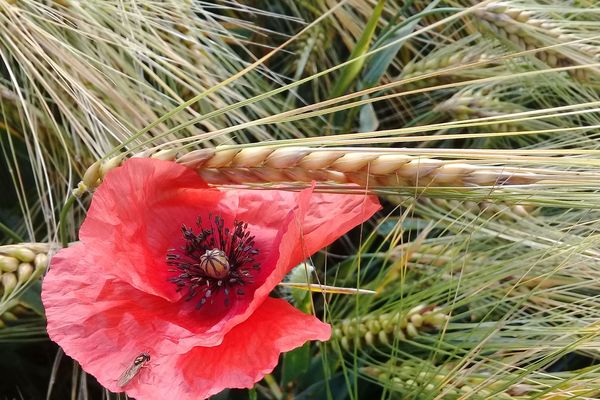 Le printemps 2018 est un excellent cru pour le coquelicot qui prolifère dans les champs.