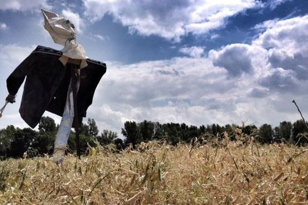 Un épouvantail dans le Lauragais