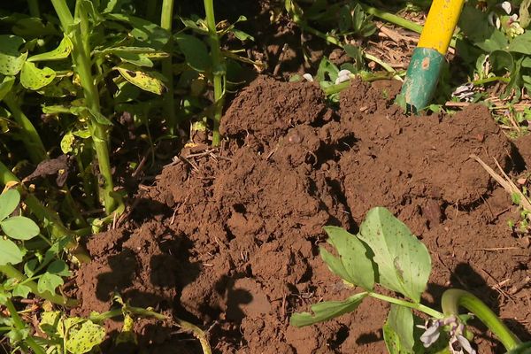 L'agriculture de conservation progresse en France, une autre voie pour l'avenir de nos cultures