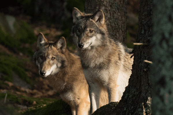 Le Groupe Mammalogique et Herpétologique du Limousin (GMHL) veut expérimenter les surveillances nocturnes du loup afin de se prémunir des attaques.